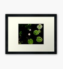 Water Lillies on Dark Water Framed Print