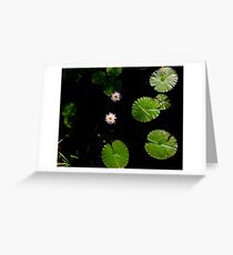 Water Lillies on Dark Water Greeting Card