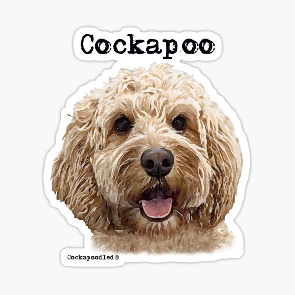 Apricot Cockapoo Dog Sticker