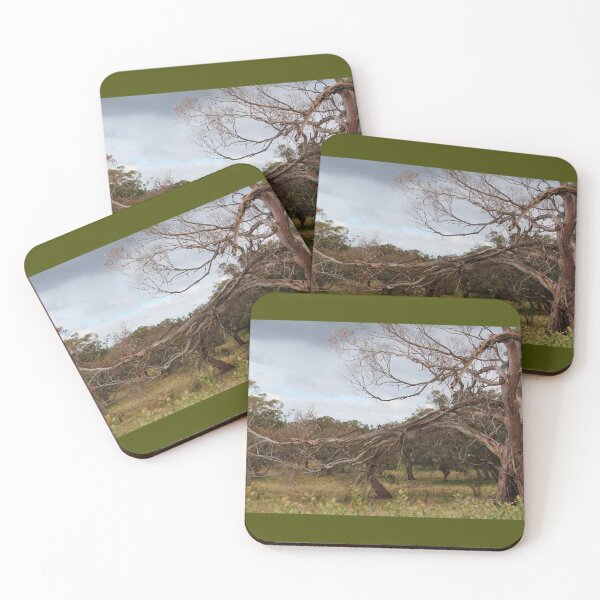 Item preview, Gnarly Eucalypt arch. Macedon, Vic designed and sold by Susan Henry.