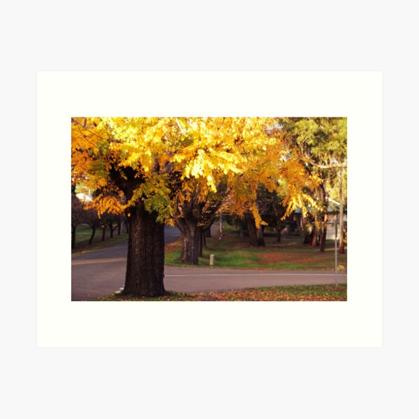 Item preview, Evening sun in autumn leaves, Macedon designed and sold by Susan Henry.
