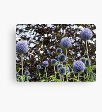 allium flower Canvas Print