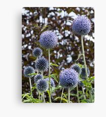 allium flower Canvas Print
