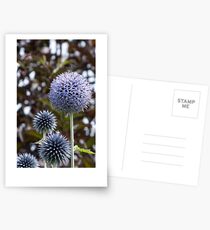 allium flower Postcards