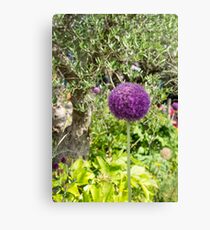allium flower Canvas Print