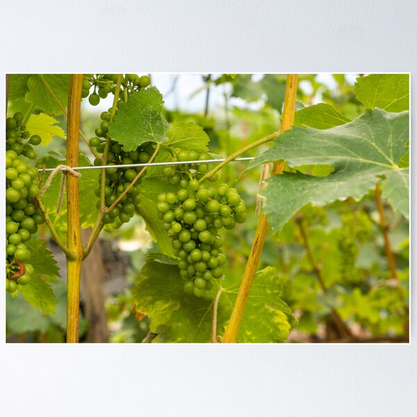 Item preview, grapevine designed and sold by Anne Scantlebury.