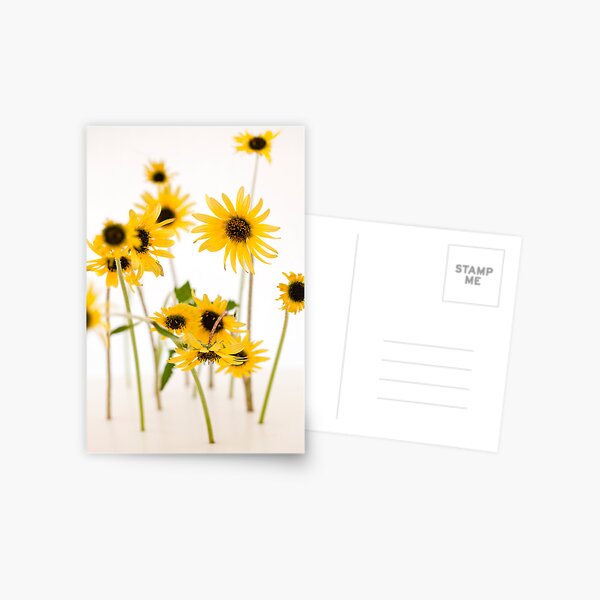 A touch of yellow Postcard