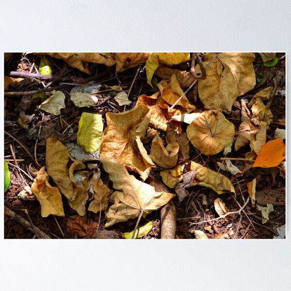 Item preview, Forest Floor 1 designed and sold by Bami.