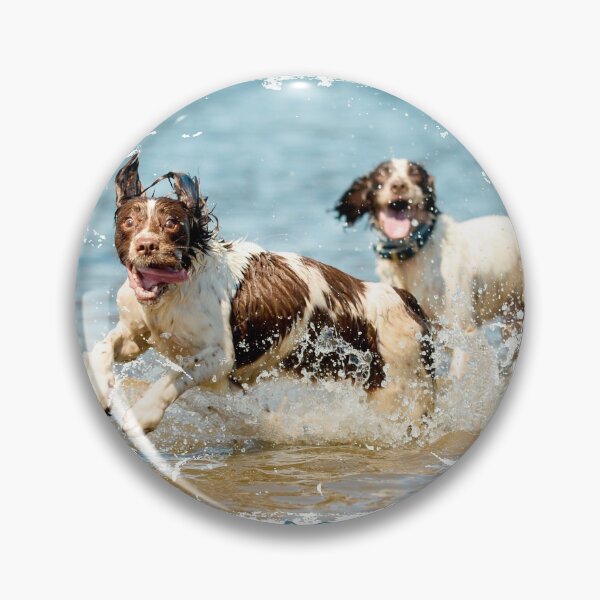 Artikelvorschau, Glückliches englisches Springer Spaniels Foto entworfen und verkauft von bdws.
