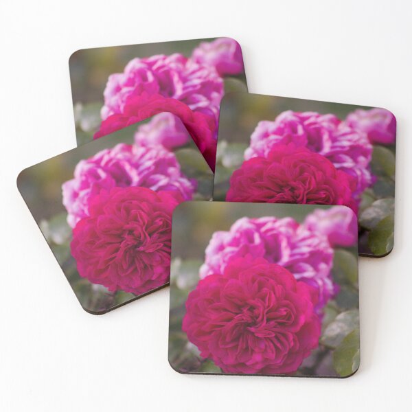 Item preview, Row of pink roses Rosebush  designed and sold by worldways.