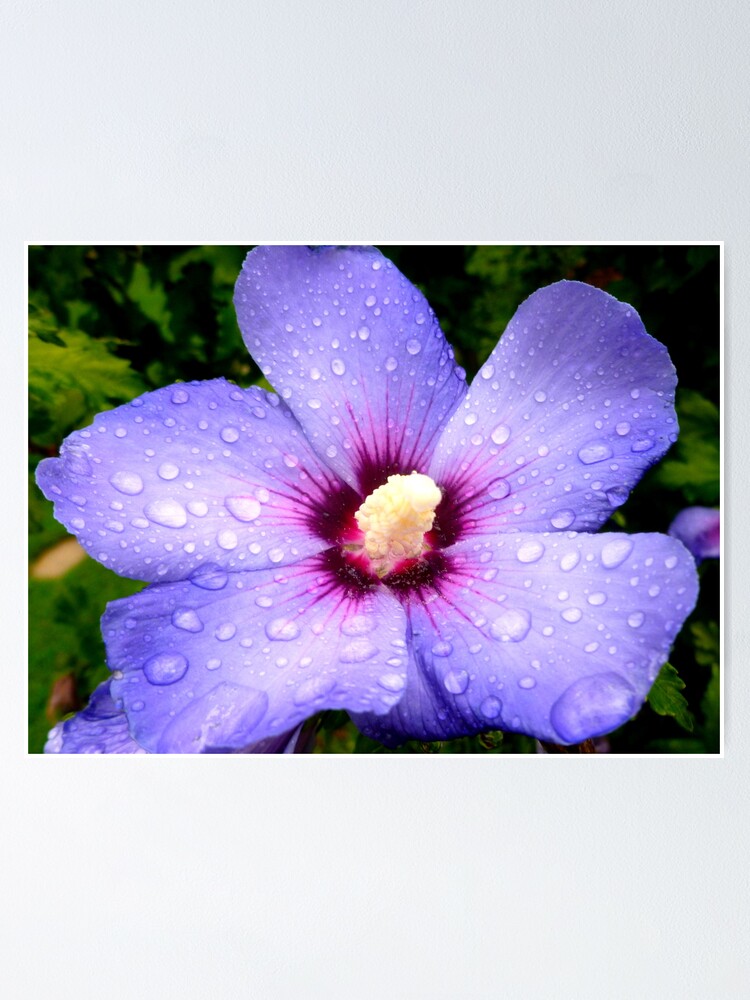 Hibiscus Syriacus Rose Of Sharon Poster By Angel1 Redbubble