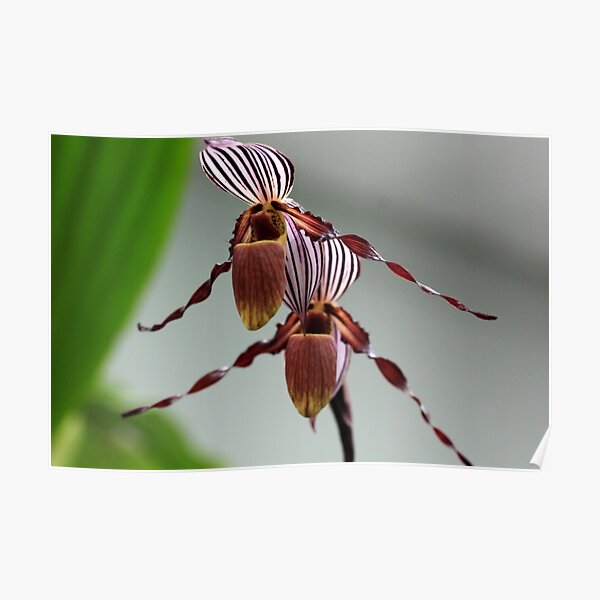Paphiopedilum wilhelminae Poster