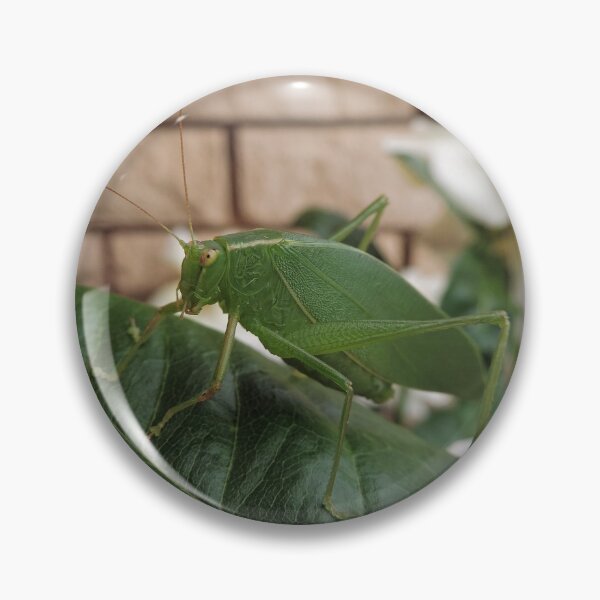 Item preview, "Katydid".......What Katydid or What Katydid Next......... designed and sold by Marilyn Harris.