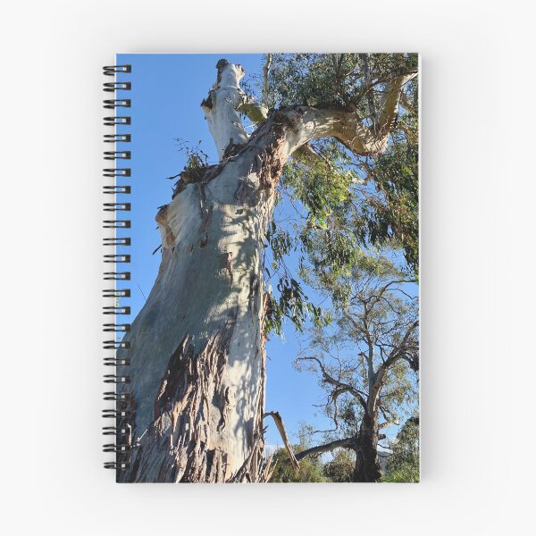 Item preview, Grand old eucalypt. Macedon, Victoria designed and sold by Susan Henry.