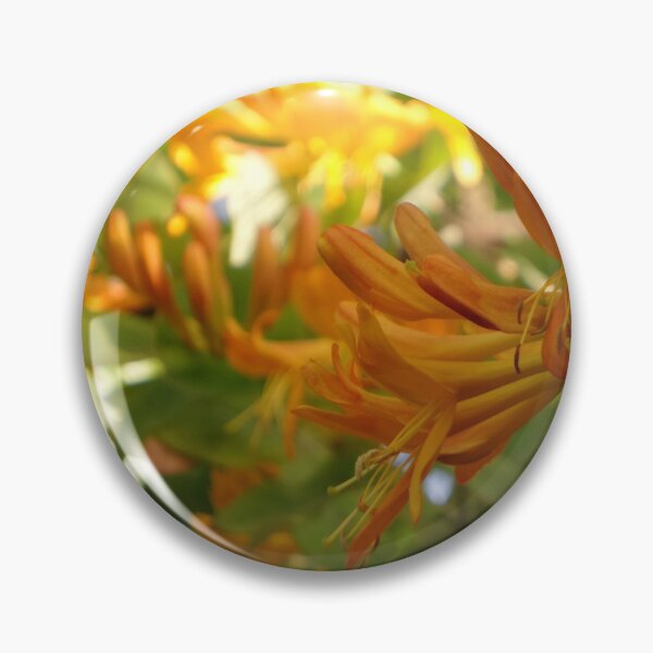 Item preview, mass of honeysuckle in spring designed and sold by 6059.