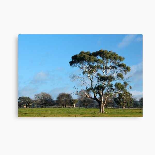 Item preview, Majestic Eucalypt. Macedon, Vic designed and sold by Susan Henry.