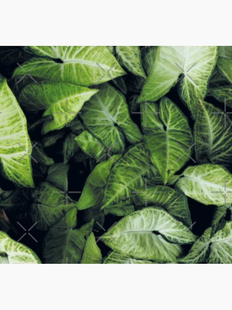 Green leaves by ColorsHappiness