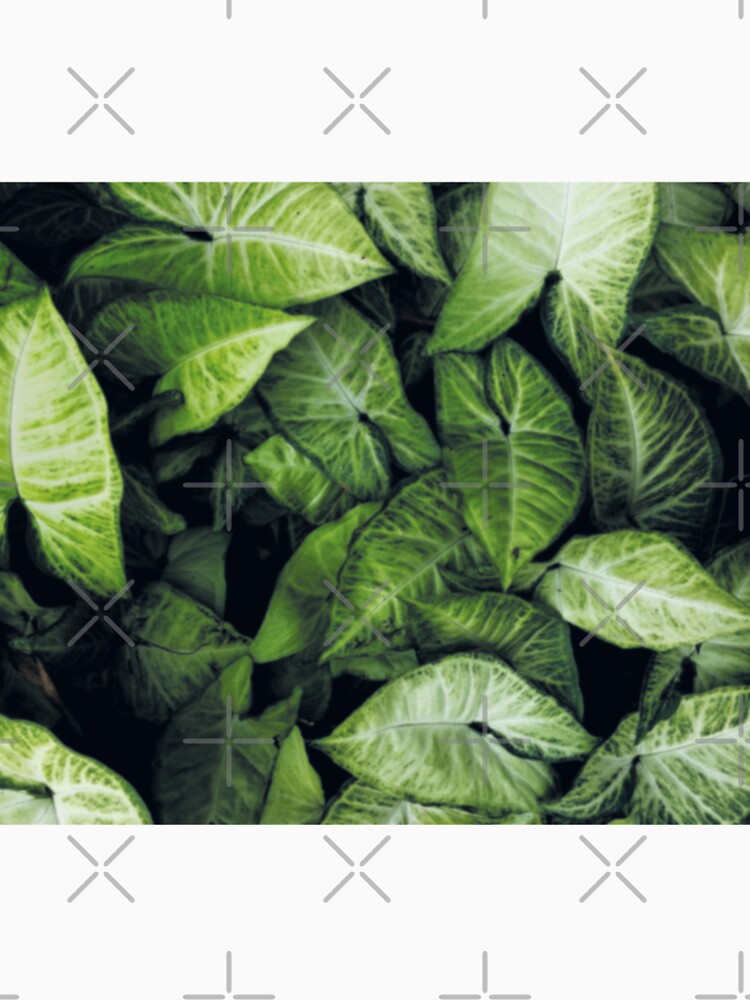 Green leaves by ColorsHappiness