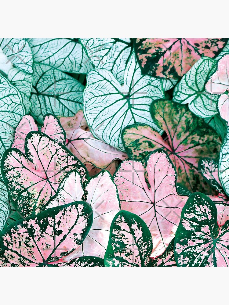 Green and pink leaves by ColorsHappiness