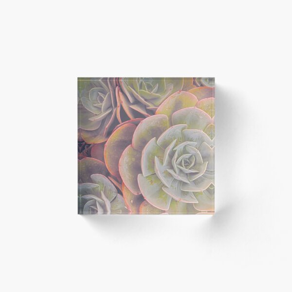 Green and pink succulent Acrylic Block