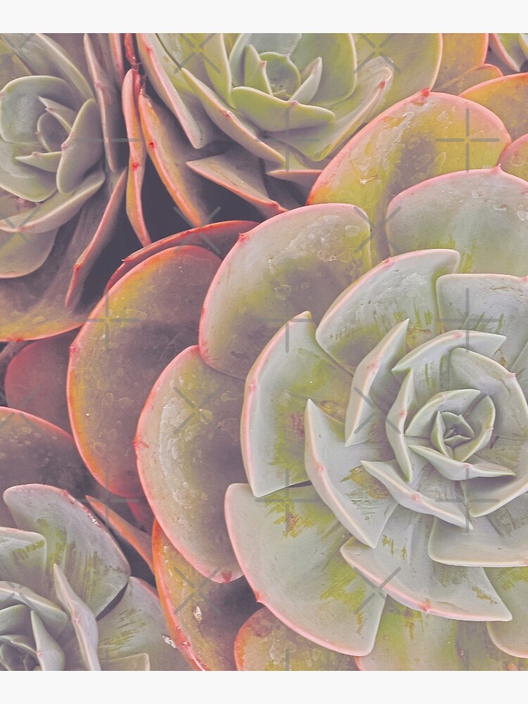 Green and pink succulent by ColorsHappiness