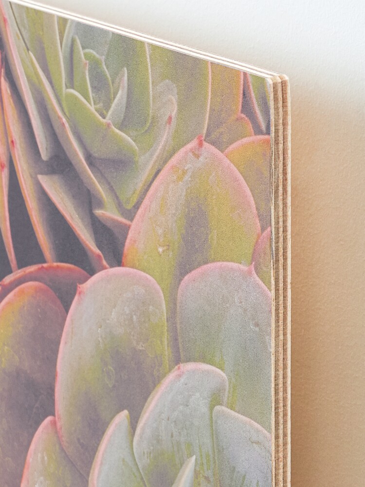 Alternate view of Green and pink succulent Mounted Print
