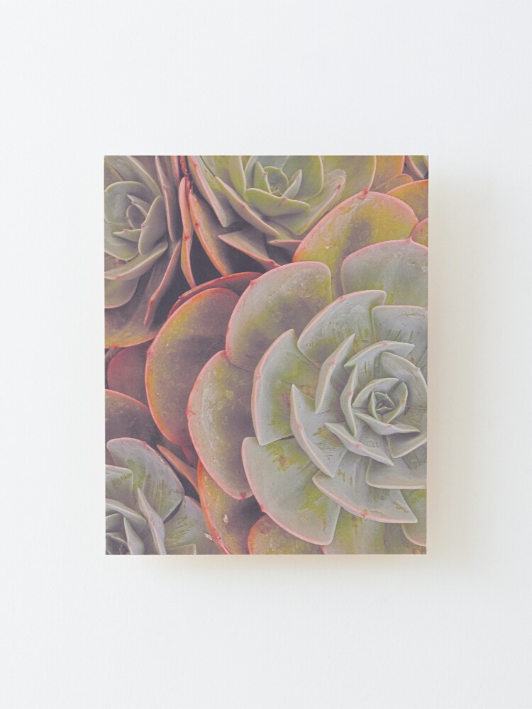 Alternate view of Green and pink succulent Mounted Print