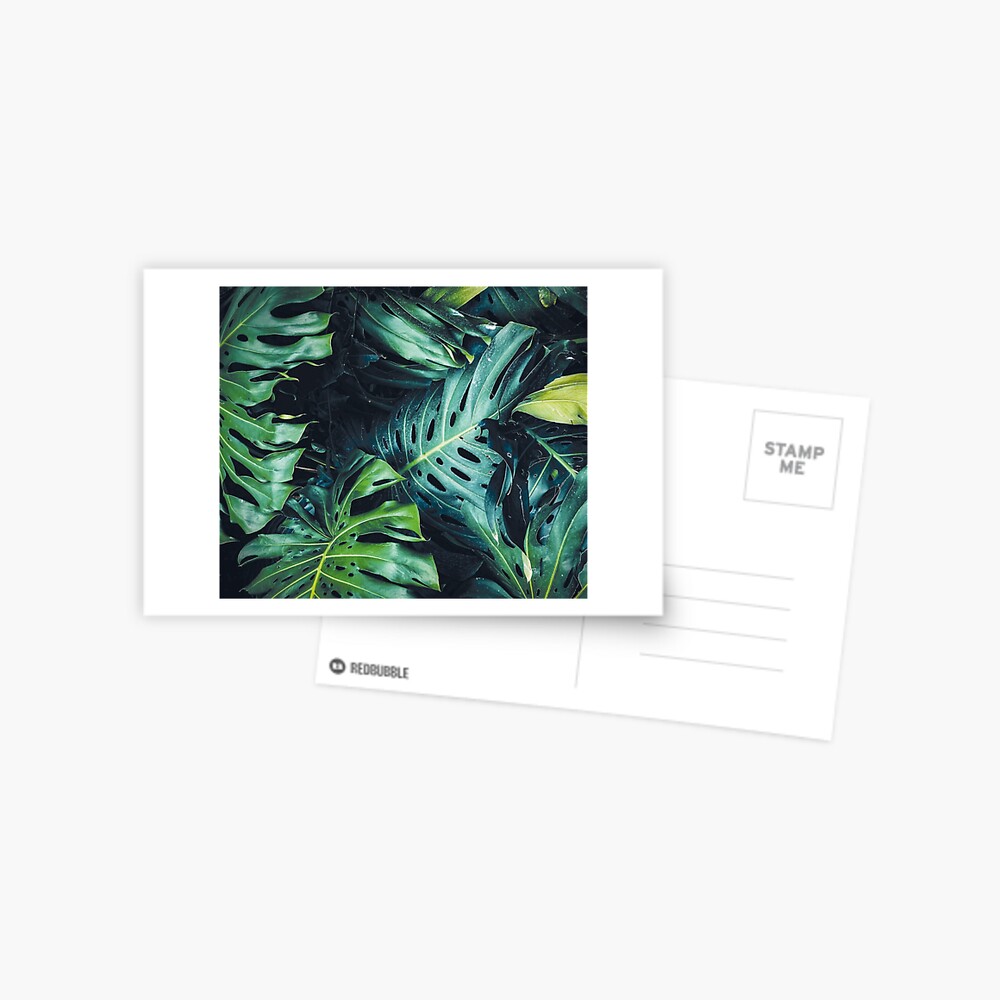 Dark green leaves Postcard