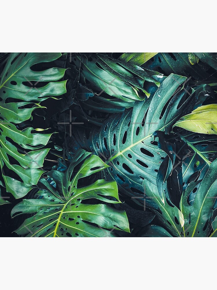 Dark green leaves by ColorsHappiness