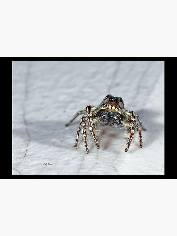 Cute Jumping Spider Checking Things Out by mark-bugs-org