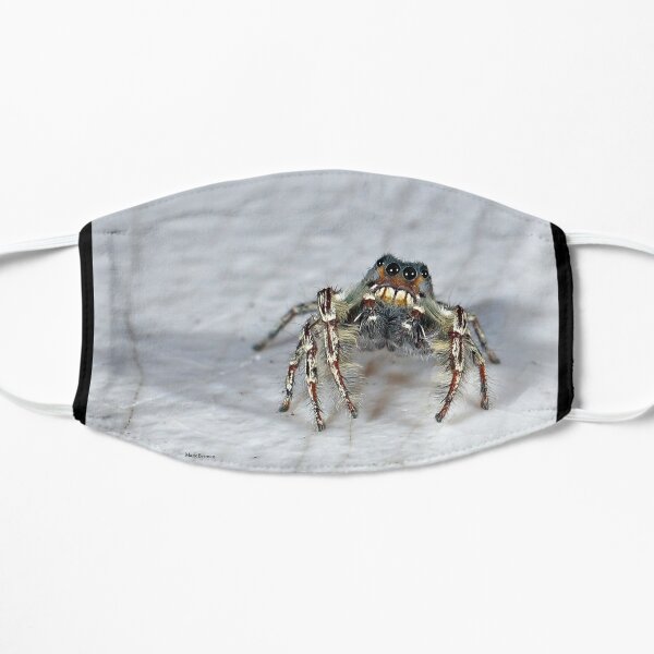 Cute Jumping Spider Checking Things Out Mask