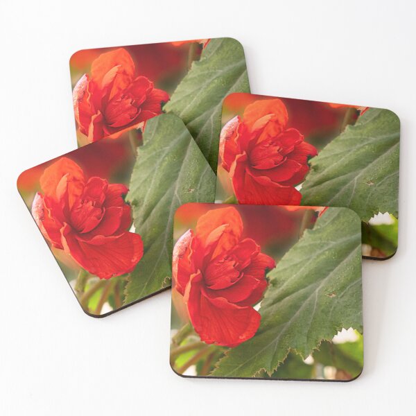 Item preview, Begonia rossa e verde di Spello designed and sold by PepperMendez.