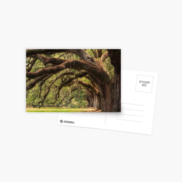 Boone Hall Plantation Postcard