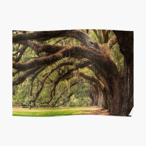 Boone Hall Plantation Poster