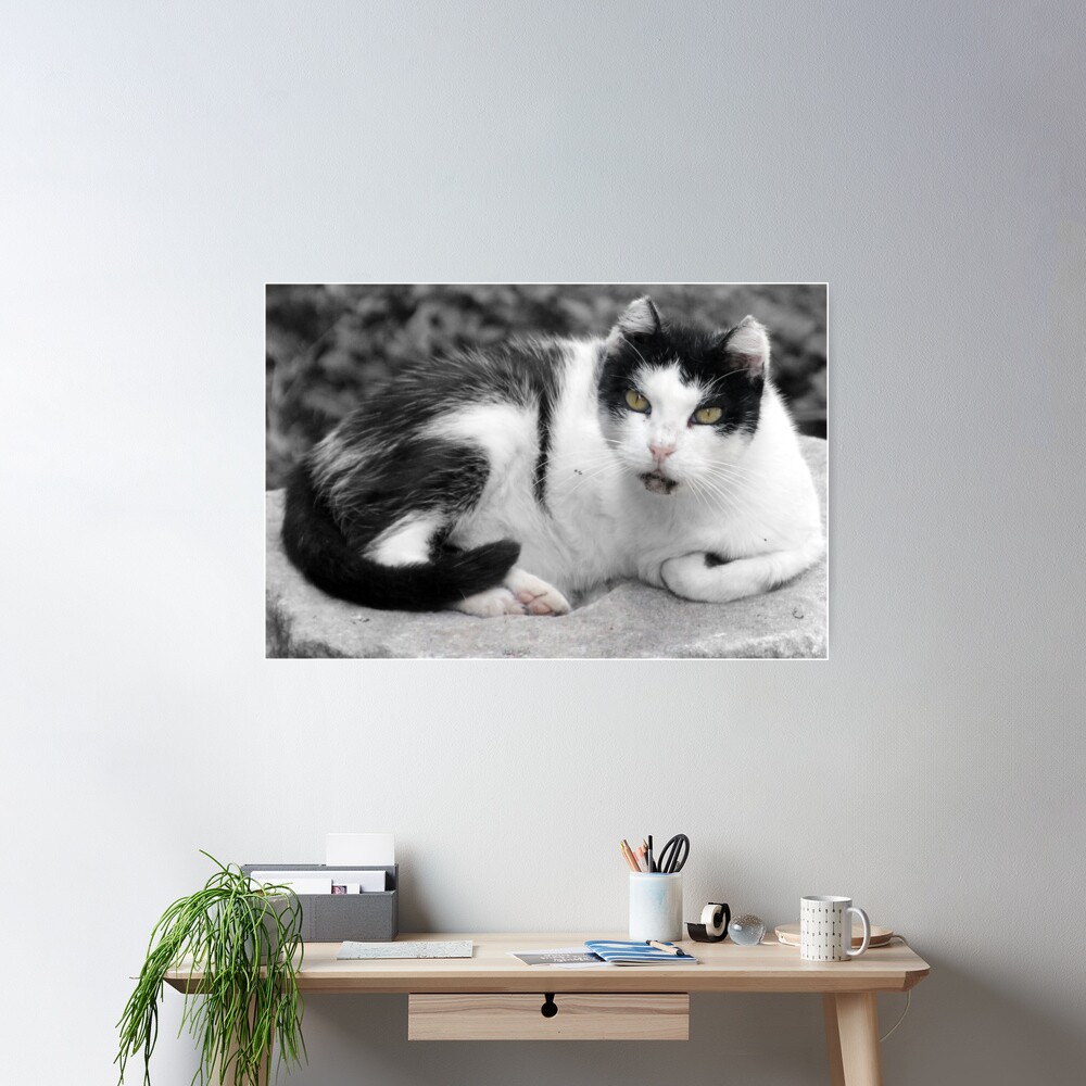 Hail, Caesar Cat of Torre Argentina