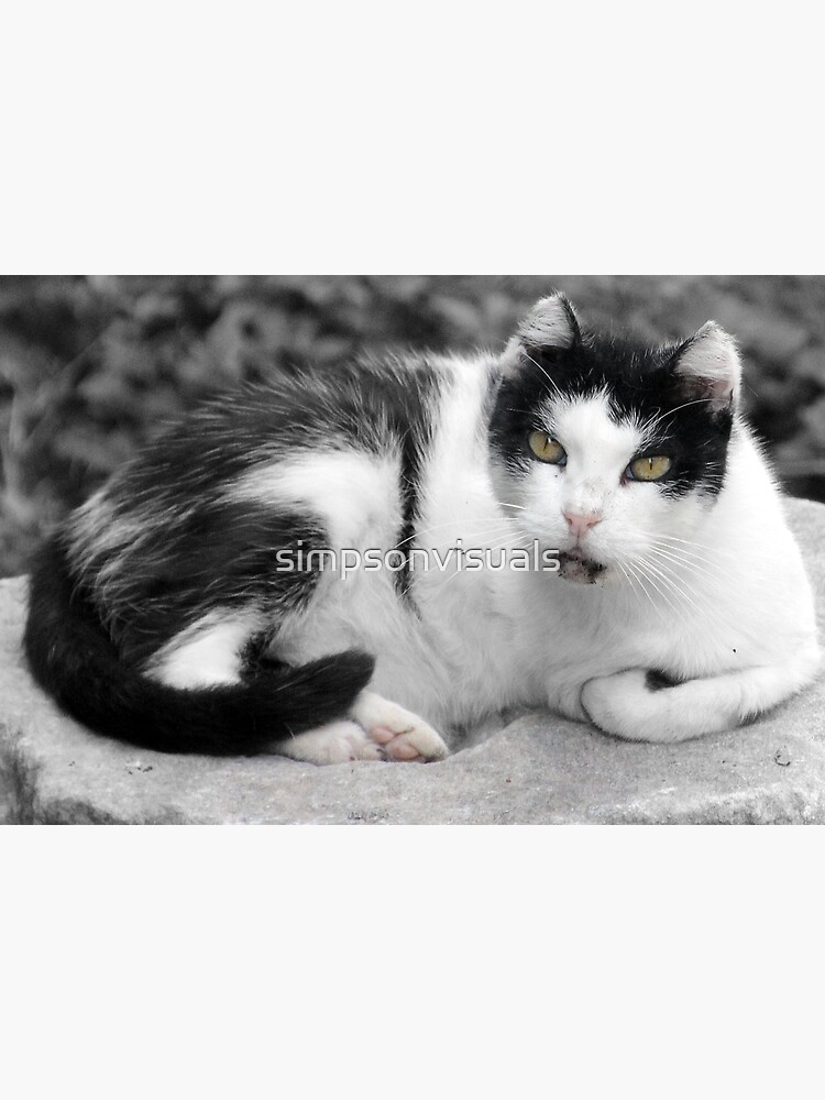 Hail, Caesar Cat of Torre Argentina