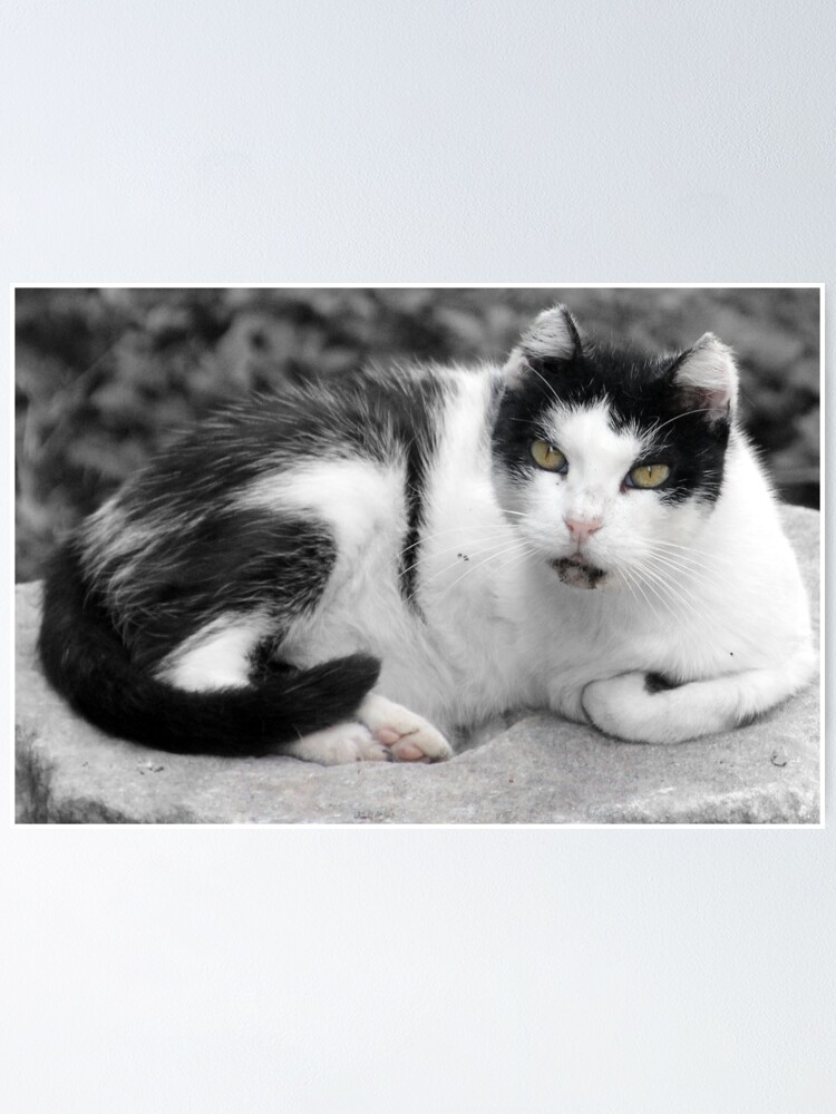 Hail, Caesar Cat of Torre Argentina Poster