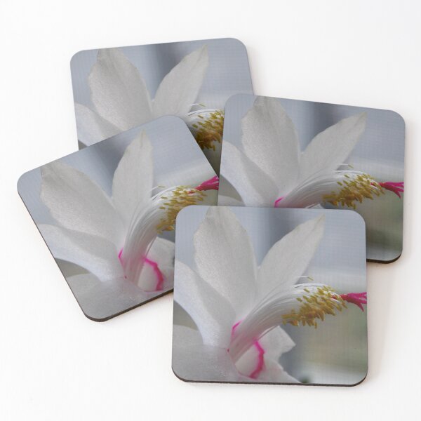 Item preview,   Amazing Flowering Cactus --  Schlumbergera - Photography by BranaghBel designed and sold by branaghbel.