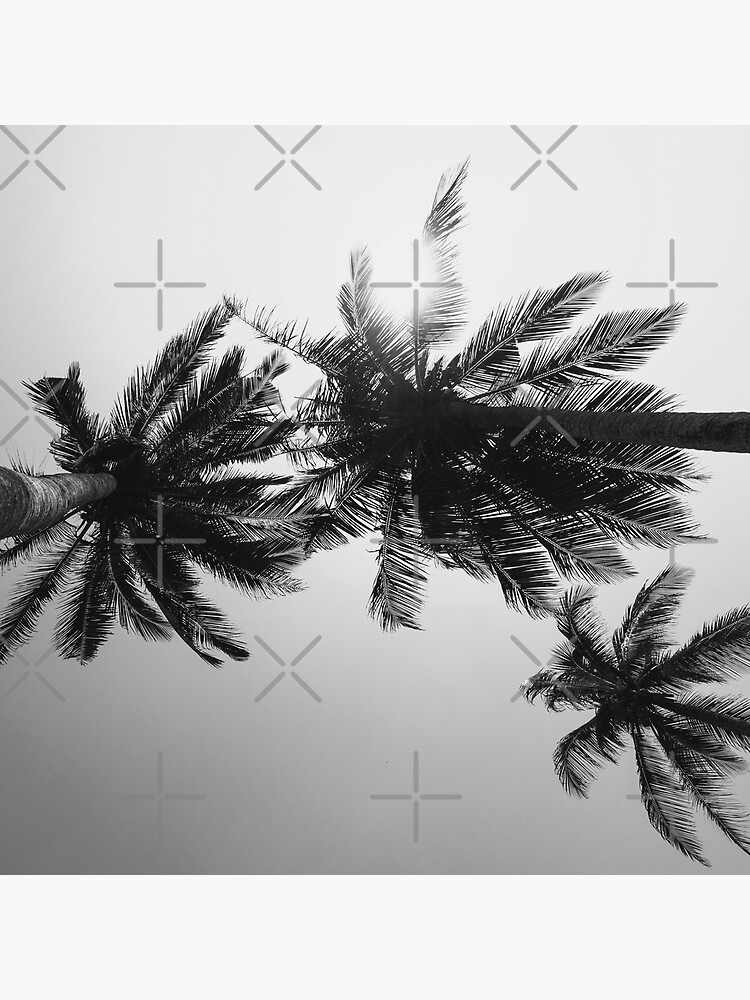 Palmtree black&white by ColorsHappiness
