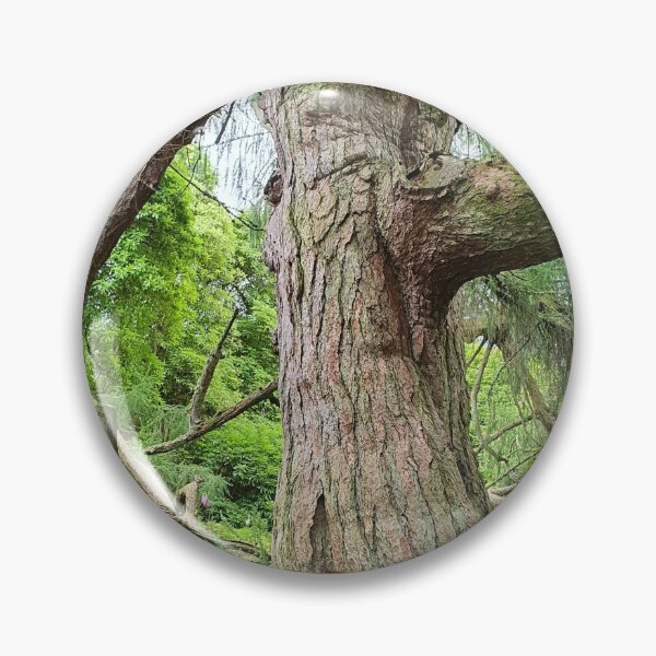 Item preview, The weeping Larch Kelburn Estate, Fairlie, Largs  designed and sold by Scottish Photography .