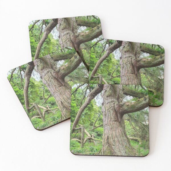 Item preview, The weeping Larch Kelburn Estate, Fairlie, Largs  designed and sold by Scottish Photography .