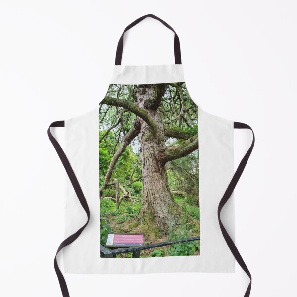 Item preview, The weeping Larch Kelburn Estate, Fairlie, Largs  designed and sold by Scottish Photography .