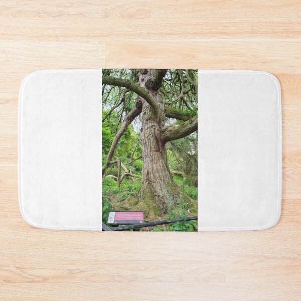 Item preview, The weeping Larch Kelburn Estate, Fairlie, Largs  designed and sold by Scottish Photography .