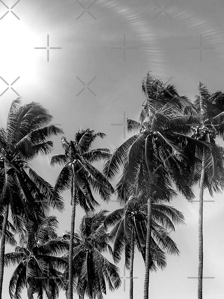 Palmtrees black&white by ColorsHappiness