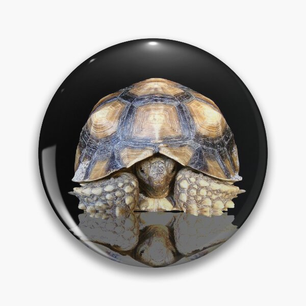 Artikelvorschau, Jugendliche Sulcata-Schildkröte mit Reflexion entworfen und verkauft von misimichu.