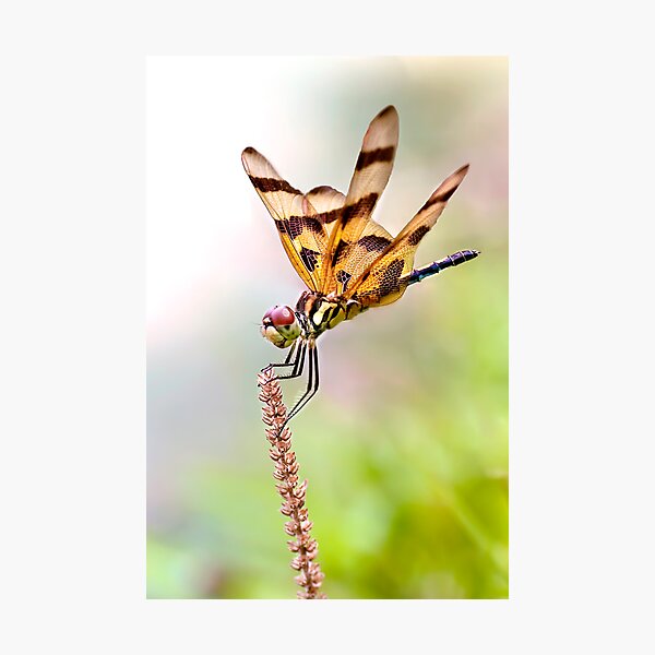 Smiling Dragon Photographic Print