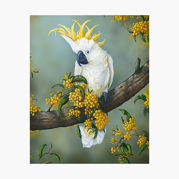 Australian White Cockatoo Photographic Print