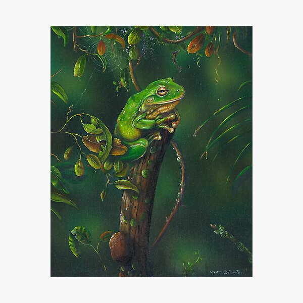 GreenTree Frog . Photographic Print