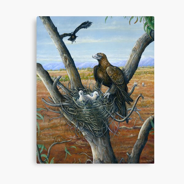 Wedge Tail Egale Canvas Print