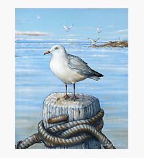 Sea Gull Photographic Print